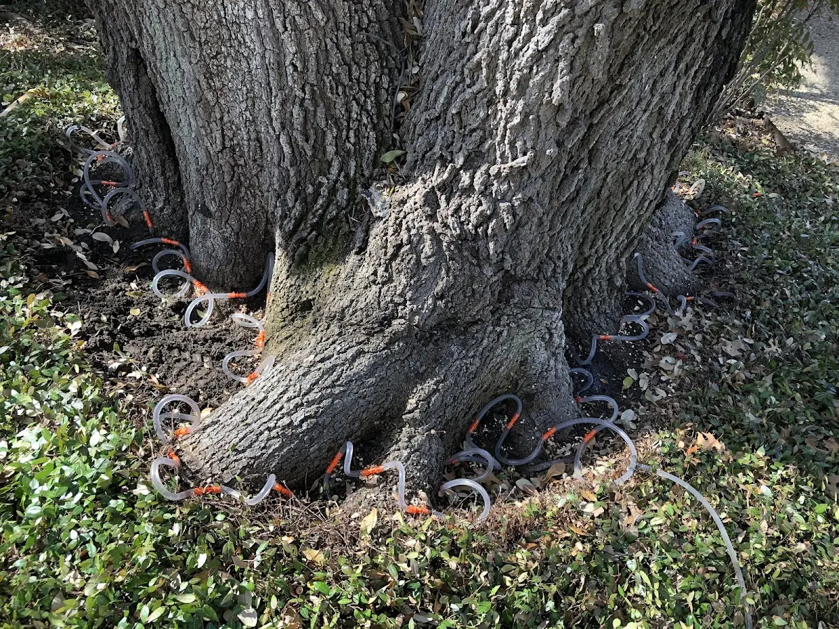 Detailed Tree Cabling and Bracing job site in Higley