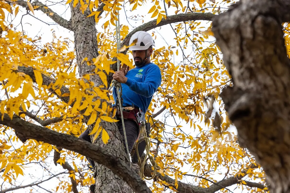 Skilled Tree Trimming crew working in Higley