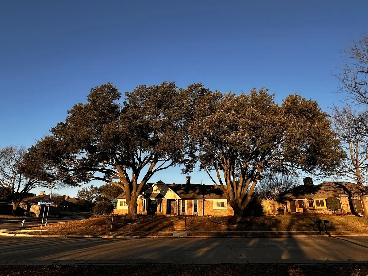 Established residential canopy tree shading a home in Higley
